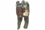 Fossil Woolly Rhino (Coelodonta) Tooth - Siberia #225179-3